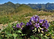 43 Genzianella germanica (Gentianella germanica) con Mincucco